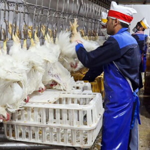 کشتارگاه‌های قم مجاز به بسته‌بندی پنج درصد گوشت مرغ تولیدی هستند