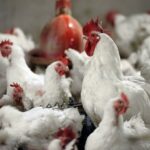 وزارت جهاد کشاورزی: قیمت هر کیلو خرید حمایتی مرغ زنده درب
واحد مرغداری ۵۸ هزار تومان شد